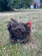 Cochinc kriel kip (krul), Dieren en Toebehoren, Kip