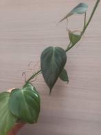 Philodendron splendid, Huis en Inrichting, Kamerplanten, Ophalen of Verzenden