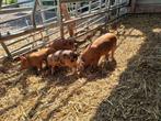 Biggen te koop, Dieren en Toebehoren