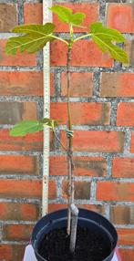 Vijgenboom Ficus Carica, Ophalen, Volle zon, In pot, Vijgenboom