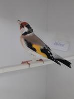 Putters, Dieren en Toebehoren, Vogels | Overige Vogels, Geringd