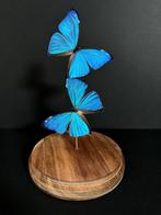 Prachtig Morpho Aega Exotic Butterfly Duo onder de wereldbol, Verzamelen, Nieuw, Opgezet dier, Ophalen of Verzenden, Insect