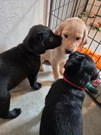 Zwarte Labrador reu, België, Fokker | Hobbymatig, Reu, 8 tot 15 weken