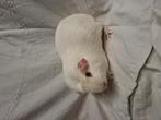 Engels gekruind Wit donkeroog beer, Cavia, Juni, Mannelijk, Tam