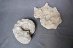 Lot deux grandes ammonites Cap Blanc Nez, Fossile