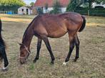 Jaarling hengst te koop goede springorigine, Dieren en Toebehoren, Paarden, Hengst