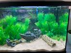 Guppy baby’s en guppy’s van een maand oud, Dieren en Toebehoren, Vissen | Aquariumvissen