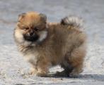 Pomeriaan pup 100% raszuiver, Dieren en Toebehoren, Honden | Poolhonden, Keeshonden en Oertypen, België, Keeshond, CDV (hondenziekte)