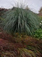 Gratis ophalen, zelf uitdoen 1 grassoort cortaderia selloana, Tuin en Terras, Planten | Tuinplanten, Ophalen, Vaste plant, Siergrassen