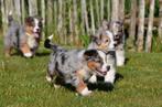 Australische Herder pups te koop (blue merle), Dieren en Toebehoren, België, CDV (hondenziekte), 8 tot 15 weken, Meerdere
