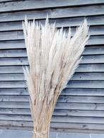 Lot de pampas, Huis en Inrichting, Woonaccessoires | Droogbloemen, Ophalen, Nieuw
