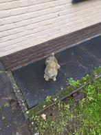 Jack russel betonnen beeld ware grote, Tuin en Terras, Tuinbeelden, Ophalen, Gebruikt, Beton, Dierenbeeld