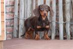 Kortharige dwergteckel pups met stamboom (geteste ouders), Dieren en Toebehoren, Honden | Teckels en Dashonden, België, CDV (hondenziekte)