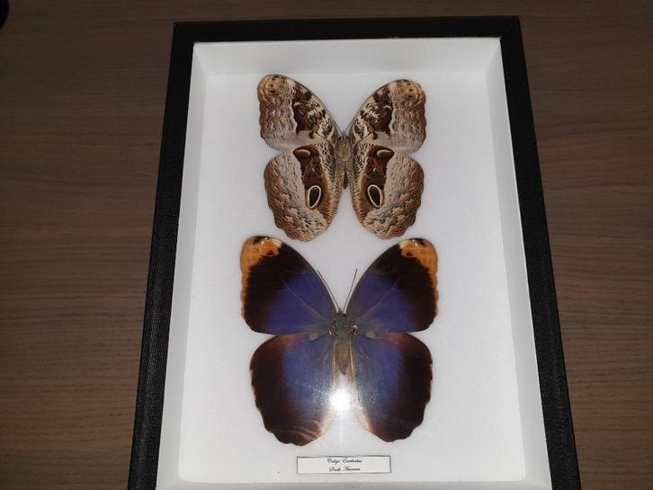 Ingekaderde vlinders - Caligo Eurilochus (Zuid-Amerika), Huis en Inrichting, Woonaccessoires | Wanddecoraties, Nieuw, Ophalen