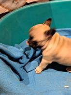 franse bulldog pups, Animaux & Accessoires, Chiens | Bouledogues, Pinschers & Molossoïdes, Un chien, Belgique, 8 à 15 semaines