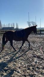 Toffe Portugese merrie te koop!!, Dieren en Toebehoren, Merrie, Gechipt, Zadelmak, 7 tot 10 jaar
