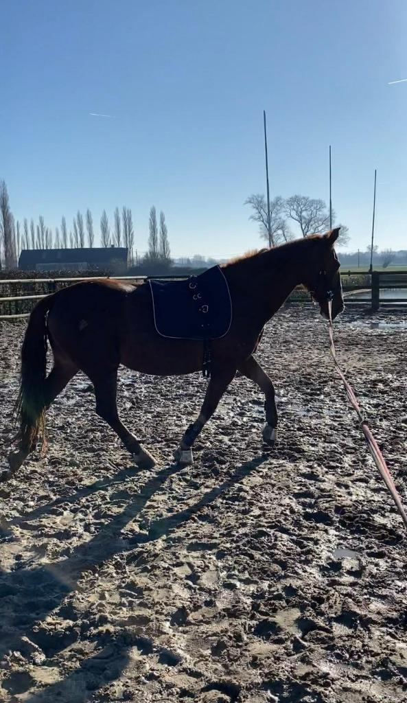 Toffe Portugese merrie te koop!!, Dieren en Toebehoren, Paarden, Merrie, Zadelmak, 160 tot 165 cm, 7 tot 10 jaar, Recreatiepaard