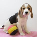 Beagle - Belgisch pups te koop, België, Beagle, Handelaar, CDV (hondenziekte)