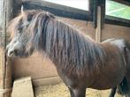 Mooie Shetlander merrie zoekt nieuwe thuis, Dieren en Toebehoren, Pony's, Merrie
