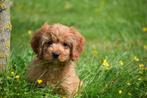 Poedel kruising pups,Maltipoo,cavapoo,cockapoo, 8 tot 15 weken, Buitenland, CDV (hondenziekte), Meerdere