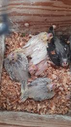 Jonge valkparkietjes, Dieren en Toebehoren, Geringd