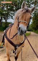 Gezocht., Dieren en Toebehoren, Pony's, E pony (1.48m - 1.57m), Niet van toepassing, Westernpony, Meerdere dieren