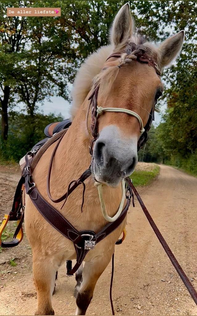 Gezocht., Dieren en Toebehoren, Pony's, Meerdere dieren, Niet van toepassing, E pony (1.48m - 1.57m), Westernpony, 11 jaar of ouder