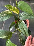 Epipremnum albo variegata, Huis en Inrichting, Kamerplanten, Ophalen of Verzenden
