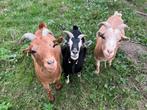 Dwerggeiten, Dieren en Toebehoren, Schapen, Geiten en Varkens, Meerdere dieren, Geit, 3 tot 5 jaar