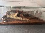 Terrarium, Ophalen of Verzenden