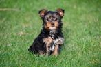 Chiots Yorkshire Terrier à vendre - Parents présents