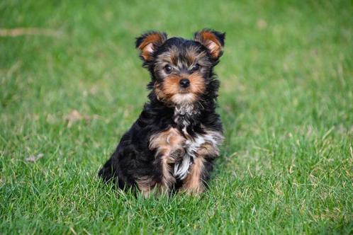 Yorkshire Terriër pups te koop - Ouders aanwezig, Dieren en Toebehoren, Honden | Jack Russells en Terriërs, Meerdere dieren, Yorkshire Terriër