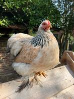 Tam hennetje, Dieren en Toebehoren, Vrouwelijk, Kip