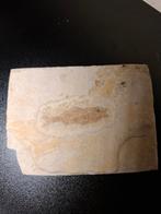 Fossiel: vis, Verzamelen, Ophalen, Fossiel