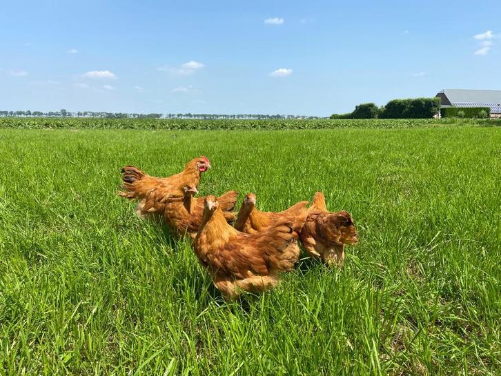 Jonge tamme New Hampshire kippen hennen gesekst, Dieren en Toebehoren, Pluimvee, Kip, Vrouwelijk