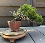 Bonsai Juniperus Chinensis Shohin - Jeneverbes, Overige soorten, Lente, Minder dan 100 cm, Ophalen