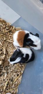 Jeune Cobaye, Mannelijk, Cavia
