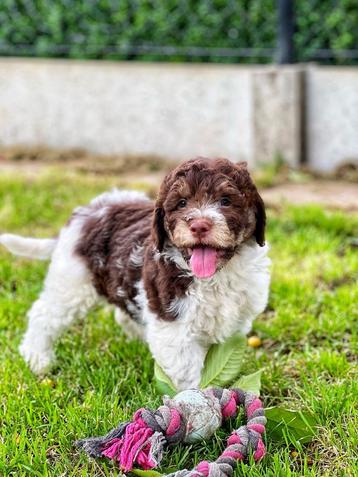 Italiaanse waterhond pups,hier bij ons geboren hypoallergeen beschikbaar voor biedingen