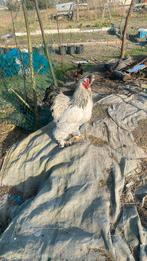 Coq Brahma + 5 poules pondeuses, Animaux & Accessoires
