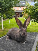 Vlamese Reus, Dieren en Toebehoren, Konijnen