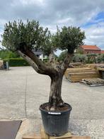 Olijfboom, Tuin en Terras, Planten | Bomen, Ophalen, Olijfboom, 100 tot 250 cm