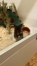 Syrisch Hamster vrouwtje, Dieren en Toebehoren, Knaagdieren, Hamster, Augustus, Vrouwelijk, Tam