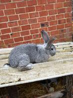 Duitse reus te koop!, Dieren en Toebehoren, Konijnen, Mannelijk, Groot, 0 tot 2 jaar