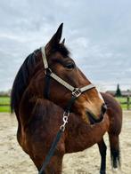 Draagmerrie te koop, Dieren en Toebehoren, Paarden, Merrie, Zadelmak