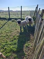 Bélier Walliser Schwarznase, Animaux & Accessoires, Moutons, Chèvres & Cochons, Mâle, Mouton, 0 à 2 ans