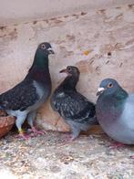 Jong tekoop, Dieren en Toebehoren, Vogels | Duiven, Postduif