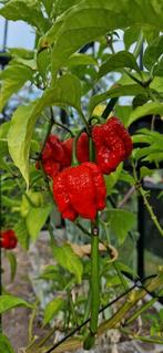 Carolina Reaper (zaden), Tuin en Terras, Planten | Tuinplanten, Volle zon, Eenjarig, Ophalen of Verzenden, Kruiden