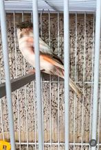 Kanarie koppel, Dieren en Toebehoren