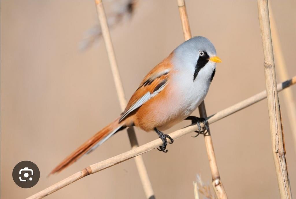 Baardmannetje, Animaux & Accessoires, Oiseaux | Oiseaux Autre