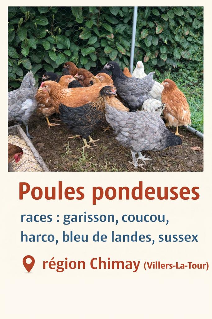 Poules pondeuses, Enlèvement